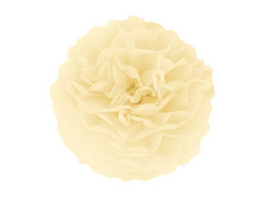 Floare suspendată pom-pom decor - crem - 35 cm - 1 buc.