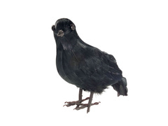 Corb negru cu pene - 1 buc.