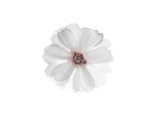 Petale de flori albe - 12 buc.