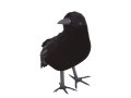 Corb negru - 25 cm