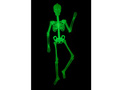 Schelet fluorescent - 150 cm