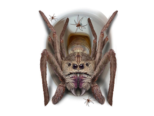 Halloween păianjen toaletă scaun autocolant