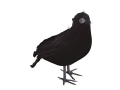 Corb negru - 25 cm