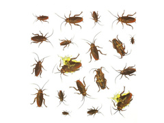 Autocolante cu gândaci de Halloween - 20 buc.