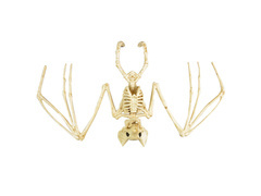 Skeleton de liliac - 30 cm - 1 buc.