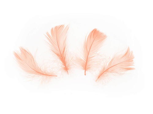 Pene decorative piersici scurte - 50 buc.