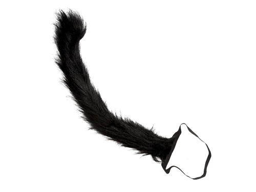 Coadă de pisică neagră