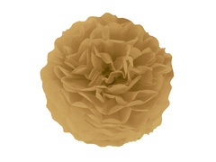 Decorațiuni florale suspendate pom pom - maro auriu - 35 cm - 1 buc.