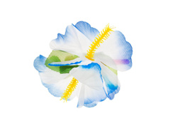 Pin Hawaiian floare mare alb și albastru - 1 buc.