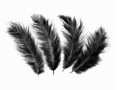 Pene lungi negre decorative - 50 buc.