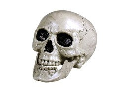 Craniu de Halloween cu falcă mobilă - 20 cm - 1 buc.