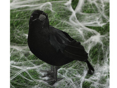 Corb negru - 25 cm