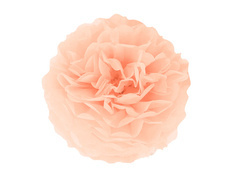 Decorațiuni florale suspendate pom pom - piersică - 35 cm - 1 buc.