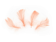 Pene decorative piersici scurte - 50 buc.