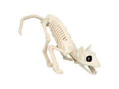 Skeleton Cat decor - 51 cm - 1 buc.