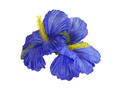 Pin floare albastră hawaiiană - 1 buc.
