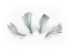 Pene scurte decorative gri - 50 buc.