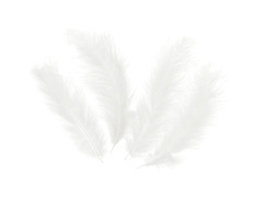 Pene lungi albe decorative - 50 buc.