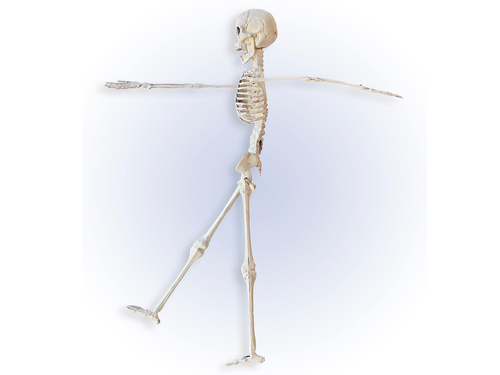 Schelet - 40 cm