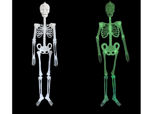 Schelet fluorescent - 150 cm