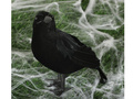 Corb negru - 25 cm