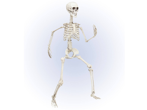Schelet - 90 cm