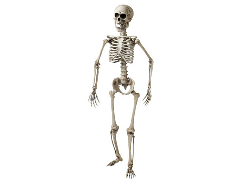Schelet - 160 cm