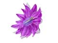 Pin floare hawaiiană violet - 1 buc.