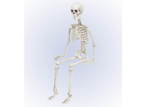 Schelet - 90 cm