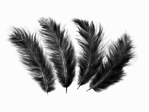 Pene lungi negre decorative - 50 buc.