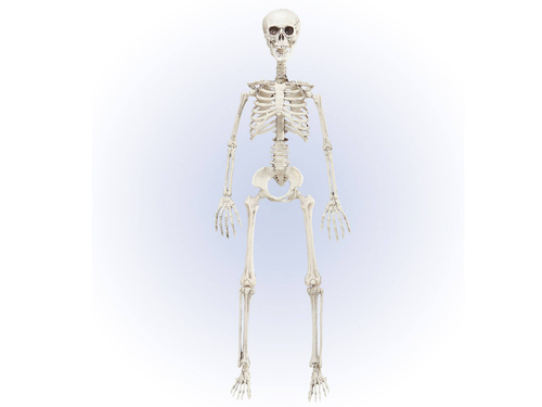 Schelet - 90 cm