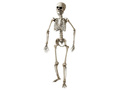 Schelet - 160 cm