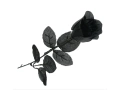 Trandafir negru - 42 cm - 1 buc.