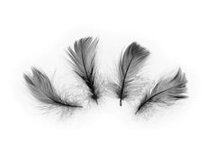 Pene scurte negre decorative - 50 buc.