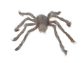 Păianjen gri - 60 cm - 1 buc.