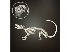 Șobolan schelet decor - 38 cm - 1 buc.