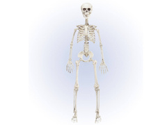Schelet - 90 cm