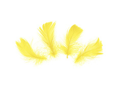 Pene scurte decorative galbene - 50 buc.