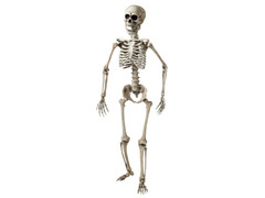 Schelet - 160 cm